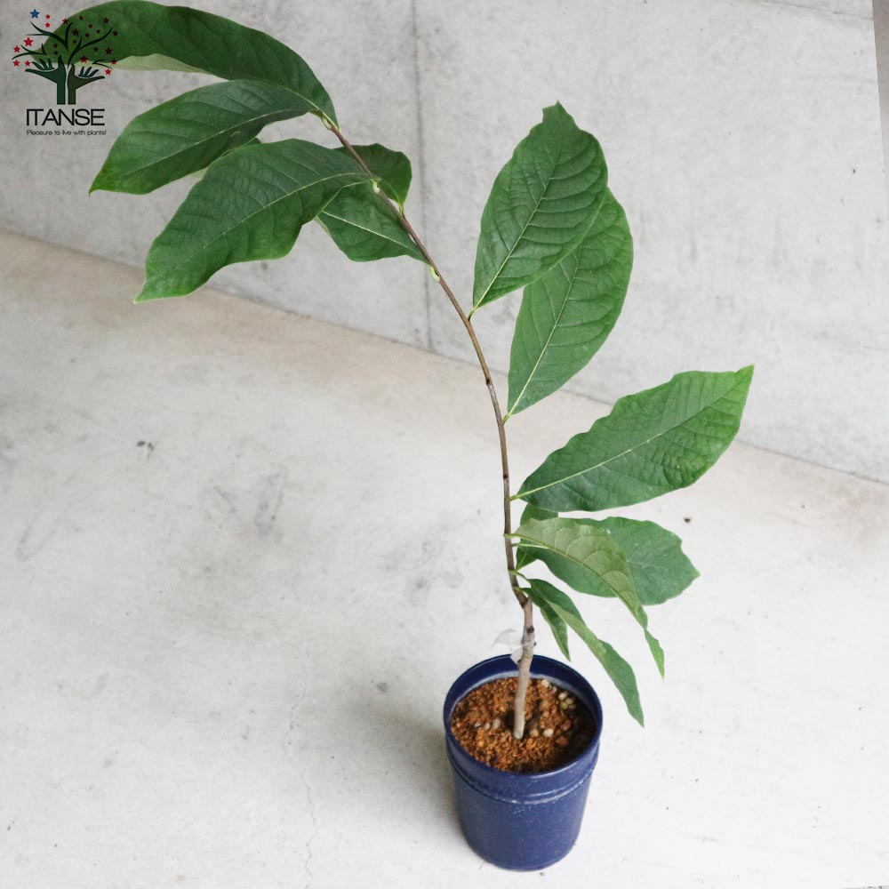 ポポー　サンフラワー　接木　大株　果樹苗木　果実苗木　果樹苗　果実苗　実 ポポー サンフラワー 接木 大株 果樹苗木 果実苗木 果樹苗 果実苗 実