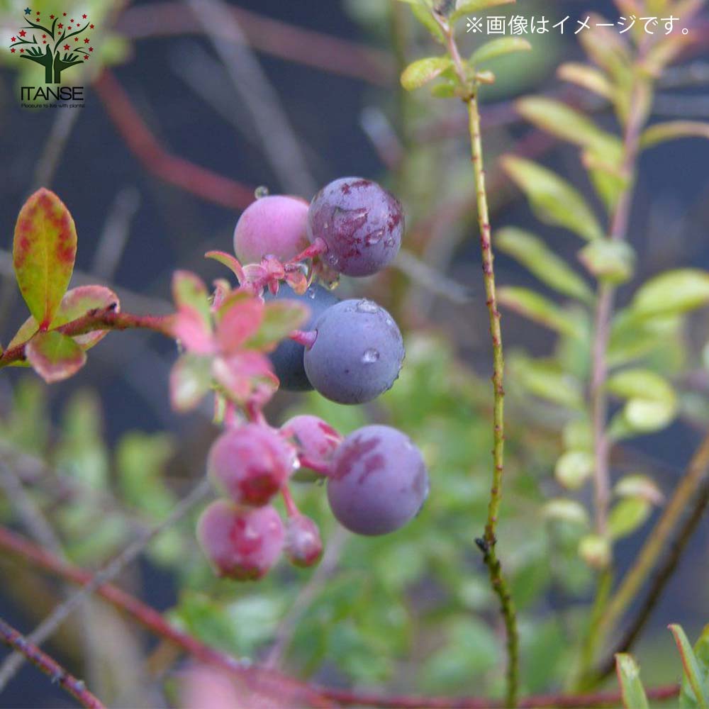 ブルーベリーの苗木 ネイティブ ブルーベリー プリティー 【果樹の苗