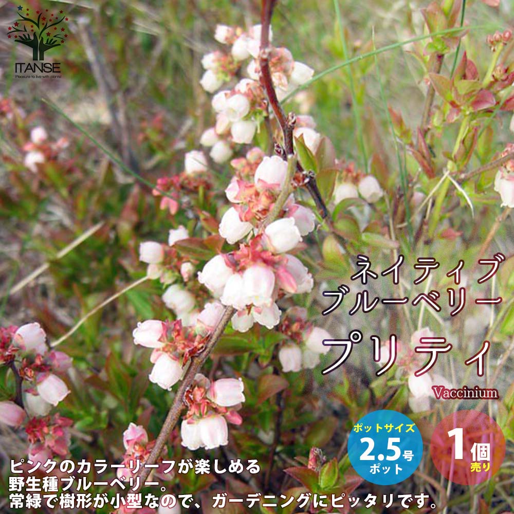 ブルーベリーの苗木 ネイティブ ブルーベリー プリティー 【果樹の苗 2.5号ポット／1個売り】