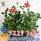 ミニ薔薇 シエスタ フェリス【花苗 3.5号鉢／1個売り】|花苗