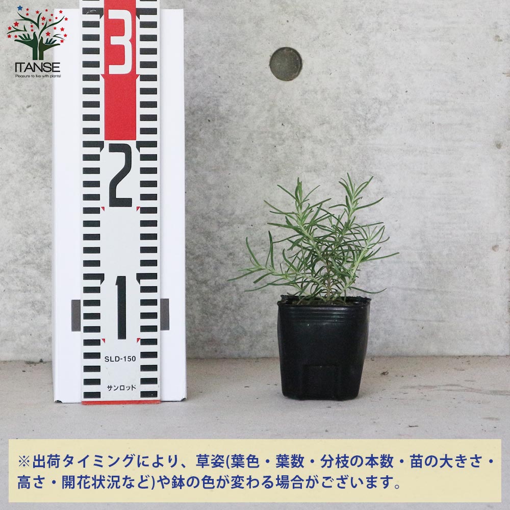 りんごページ 8号ローズマリー 鉢植え済み 高さ90センチ りんご