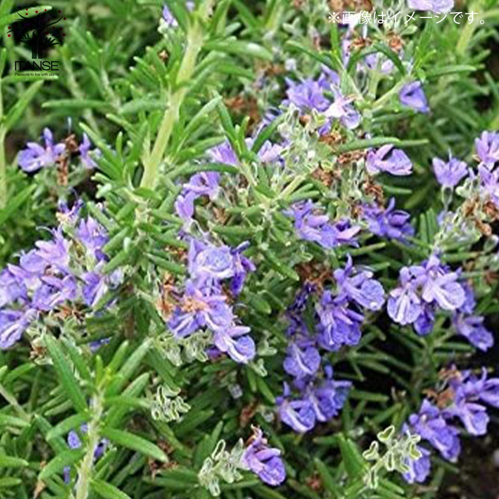 ローズマリー シッシングハースト 【ハーブの苗 9cmポット／お買い得2