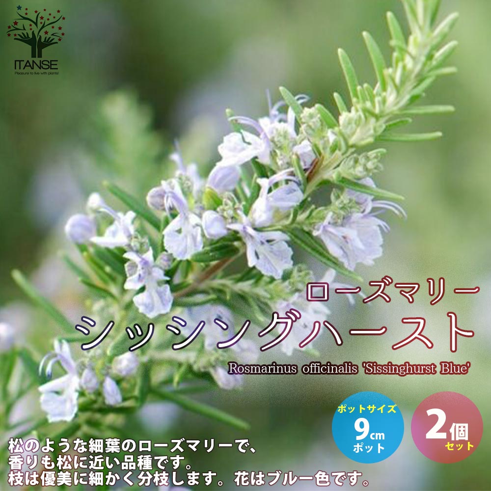 ご注文品】ローズマリー アブラクサス 発根済み 2苗 1500円にて承り