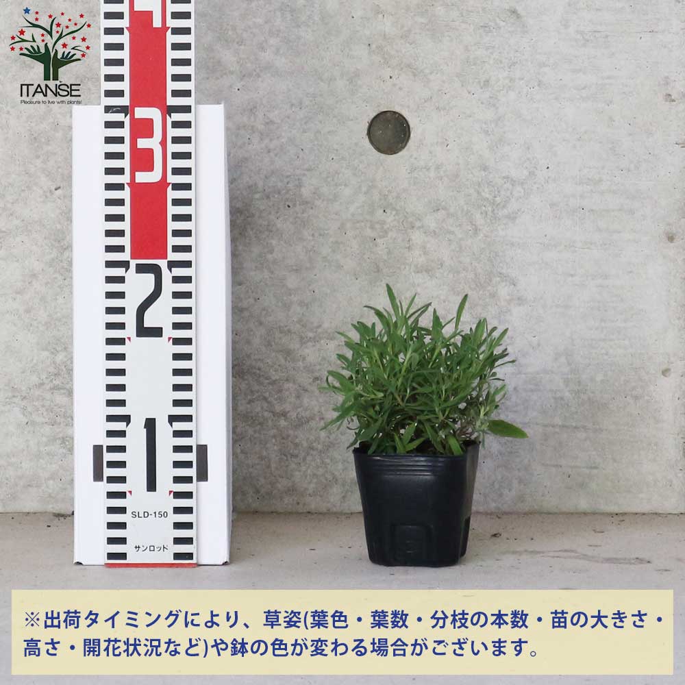 スイートラベンダー 【ハーブの苗 9cmポット／お買い得2個セット