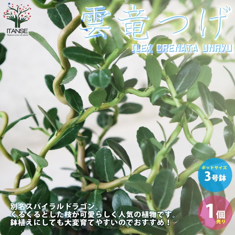 ハオルチア トゥルギタ 【多肉植物 3号ポット／1個売り】｜ 【植物の