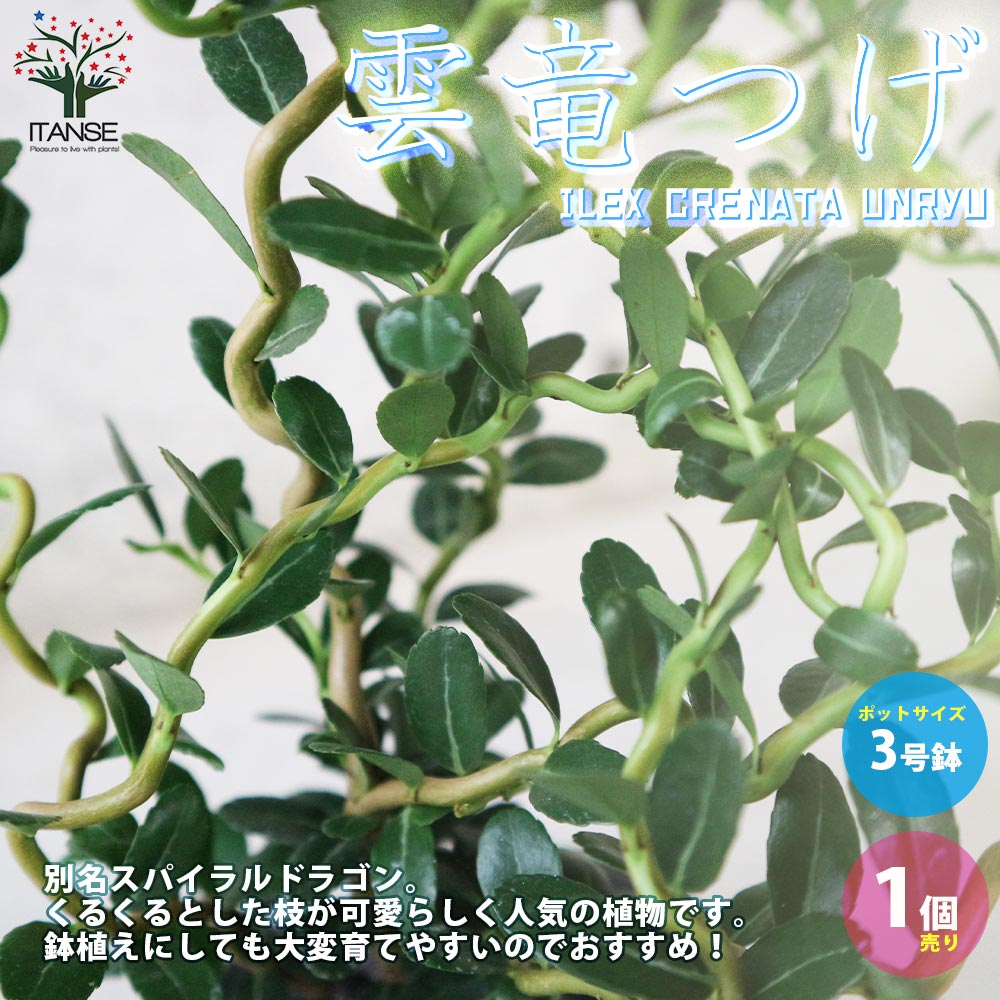 雲竜ツゲ 【観葉植物 3号ポット／1個売り】