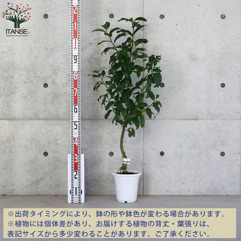 レモンの苗木 璃の香(りのか)【果樹の苗木 6号ポット 接木苗/1 レモンの苗木 璃の香(りのか)【果樹の苗木 6号ポット 接木苗/1