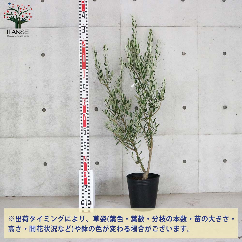 オリーブの苗木 ミッション【果樹の苗木 8号ポット大苗 挿し木苗