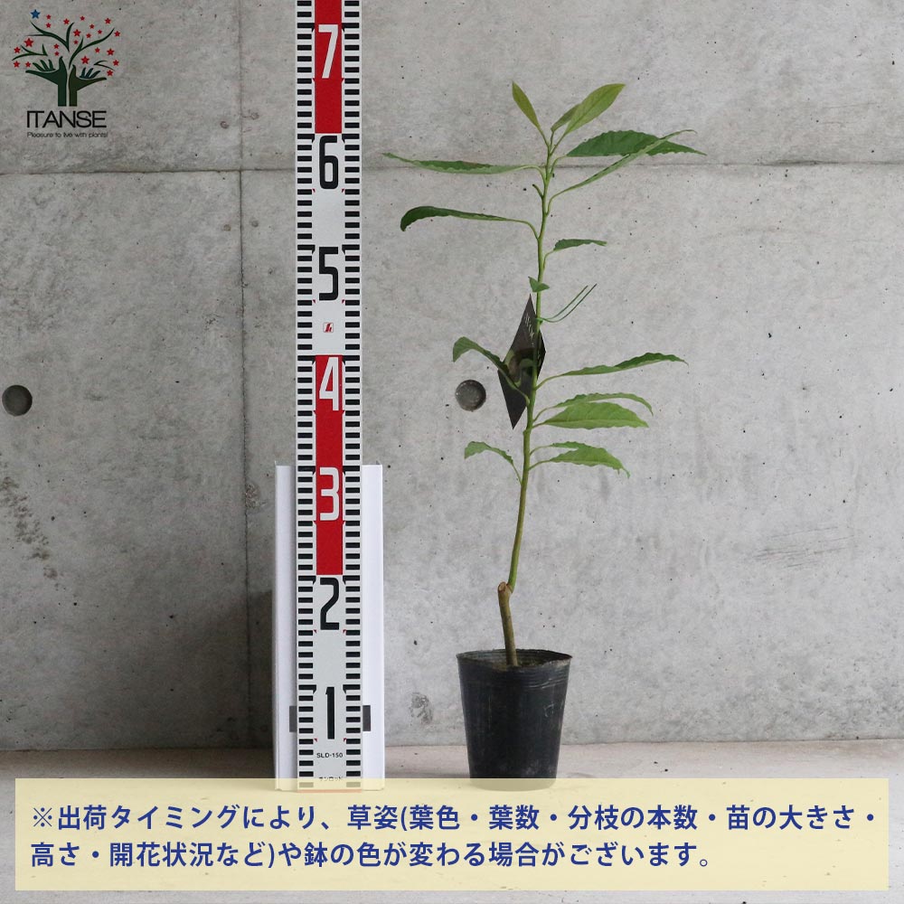 アボカドの苗木 【果樹の苗木 3.5号ポット苗 挿し木苗／1個売り