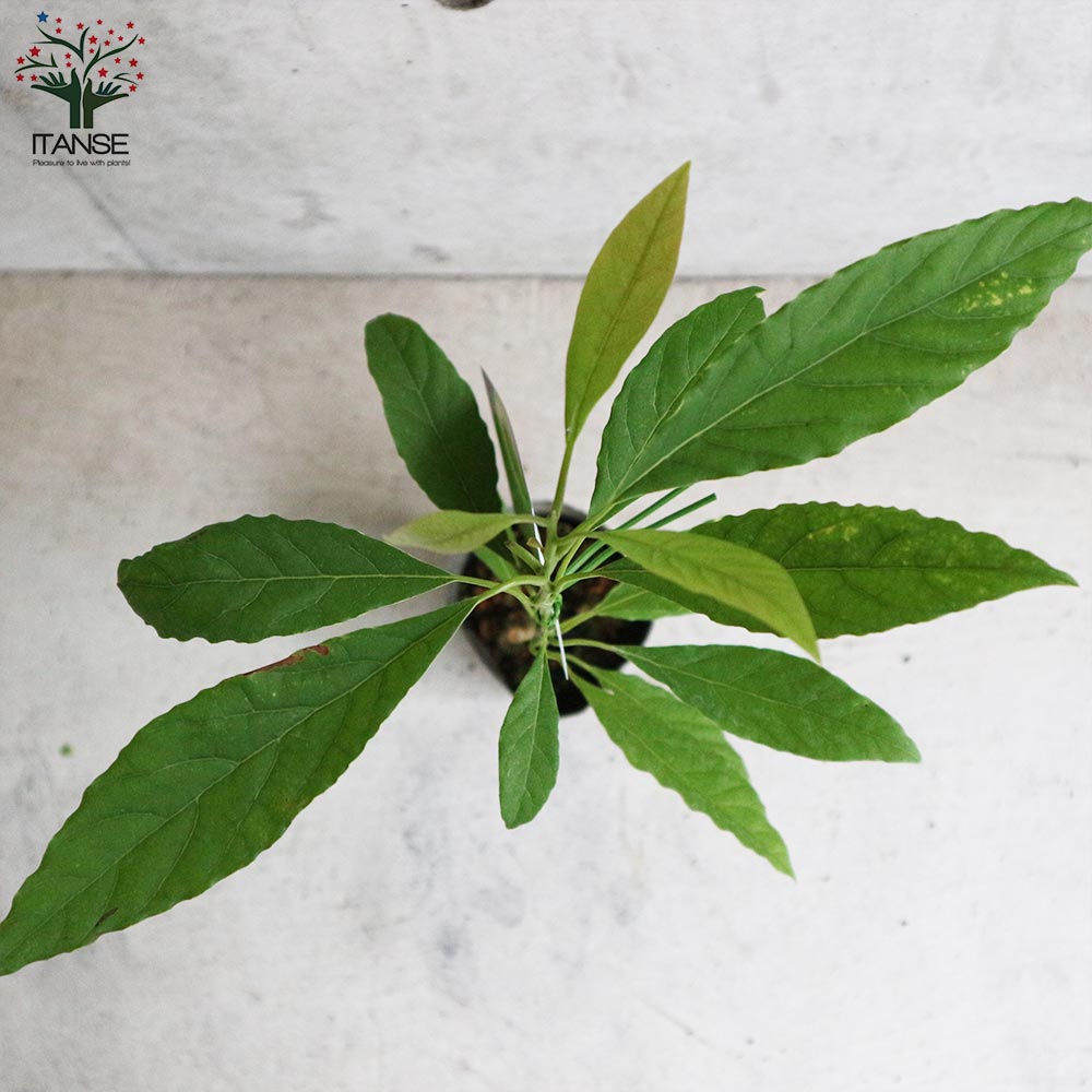 アボカドの苗木 【果樹の苗木 3.5号ポット苗 挿し木苗／1個売り