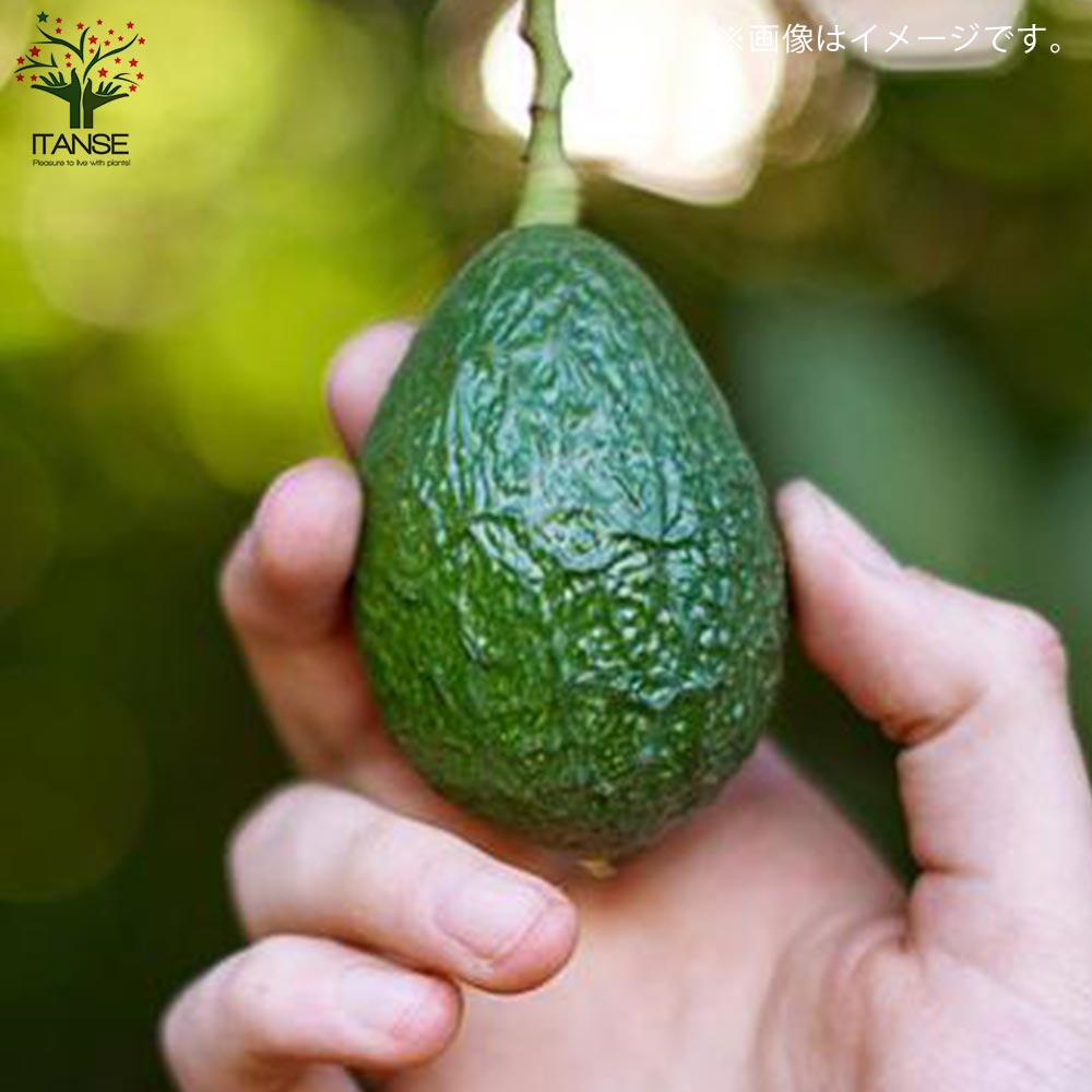 アボカド苗 約50cm 健康的　苗木5本 アボカド苗 約50cm 健康的 苗木5本 - メルカリ