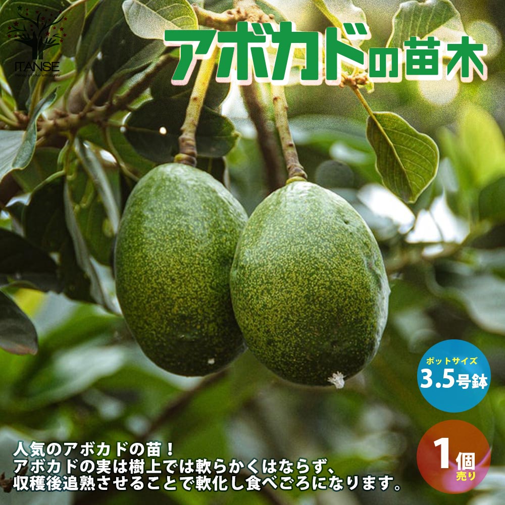 アボカドの苗木 【果樹の苗木 3.5号ポット苗 挿し木苗／1個売り