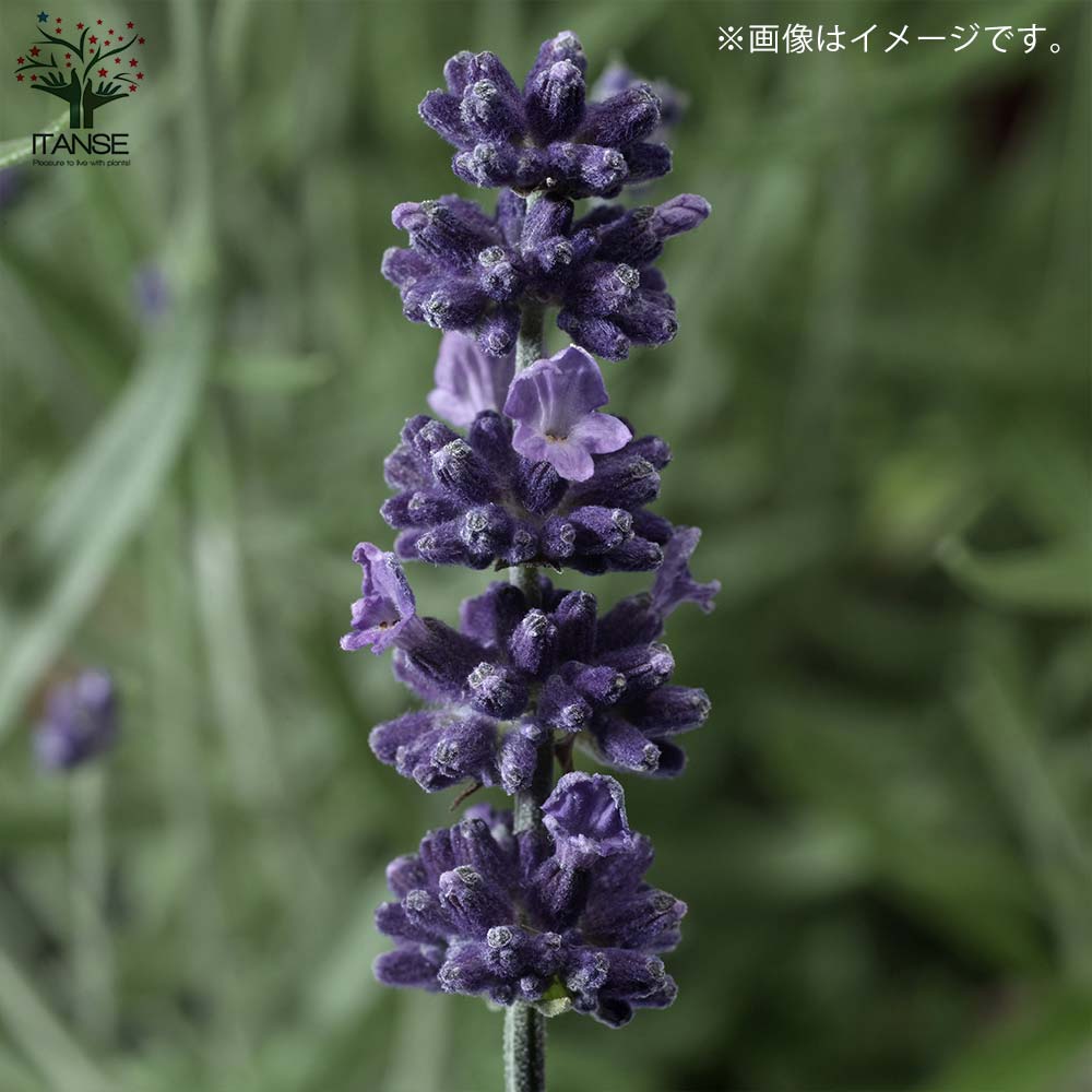 ラベンダー・センティヴィアブルー 【ハーブの苗 5号鉢／1個売り