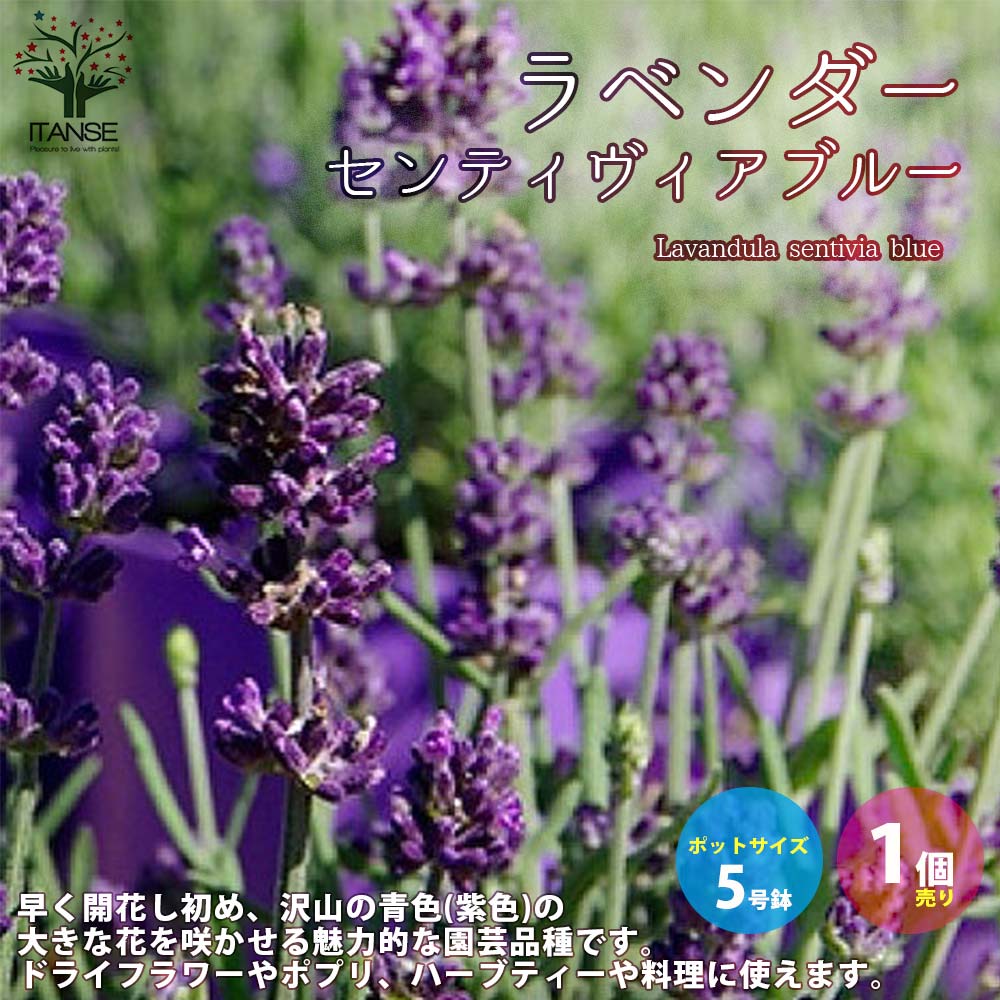 ラベンダー・センティヴィアブルー 【ハーブの苗 5号鉢／1個売り