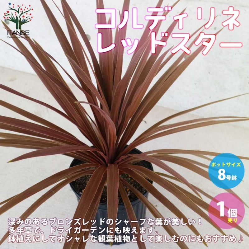 コルジリネ・コルディリネ｜【植物のITANSE】全品送料無料・即出荷!