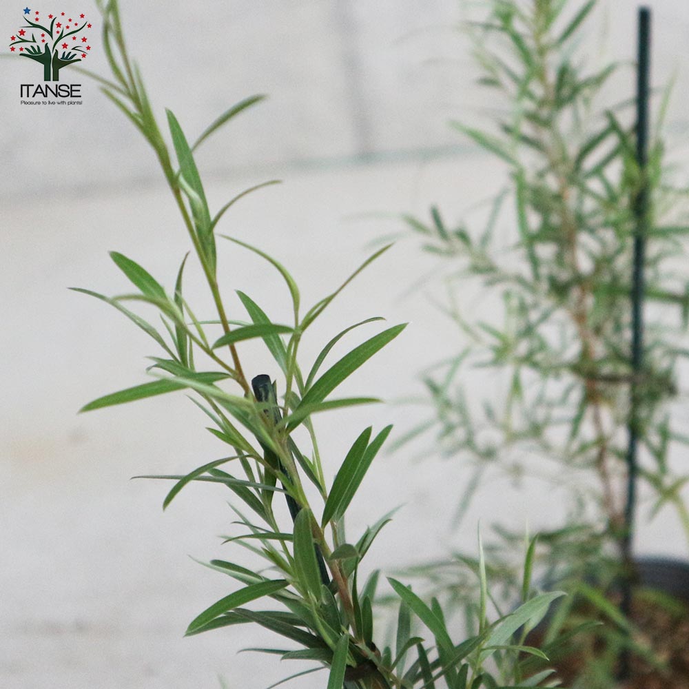 シルバーティーツリー　190cm シルバーティーツリー 190cm シルバーティーツリー 190cm