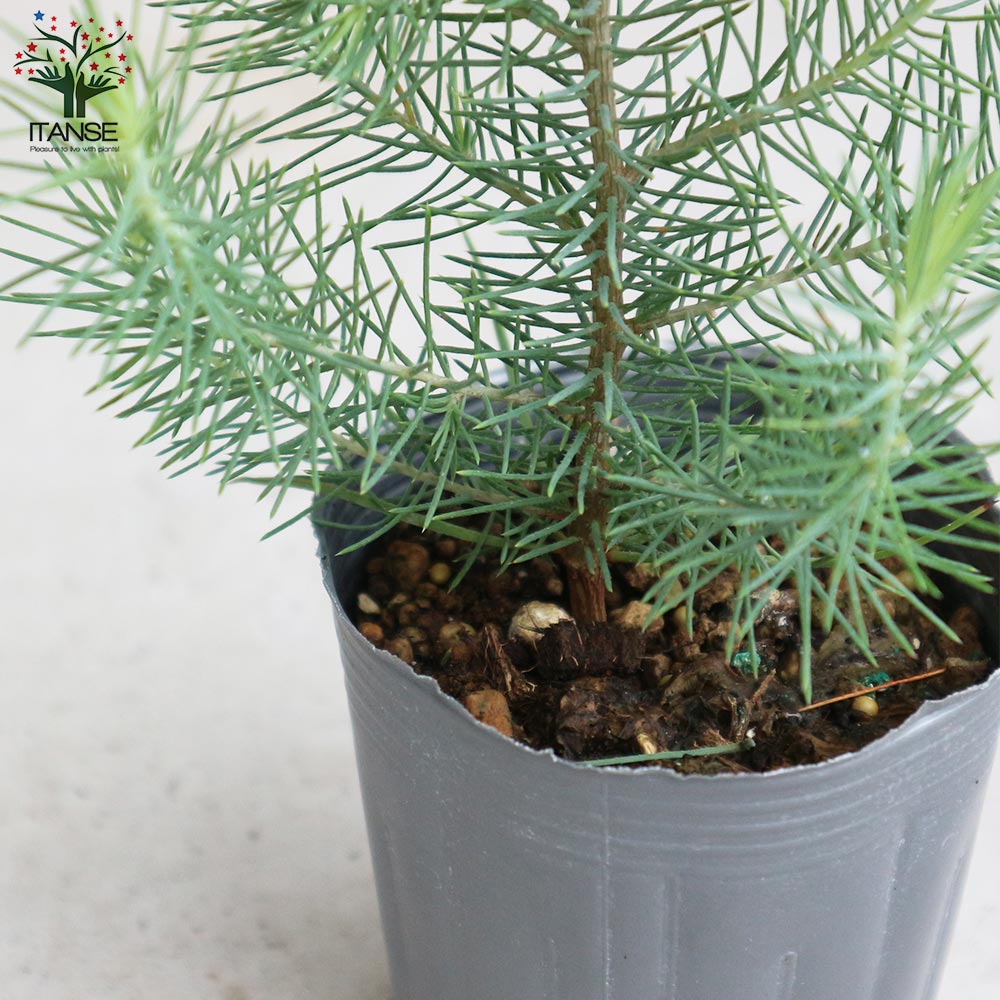 ピナス・ピネア プンゲンストウヒ ポプシー シンボルツリー イタリア