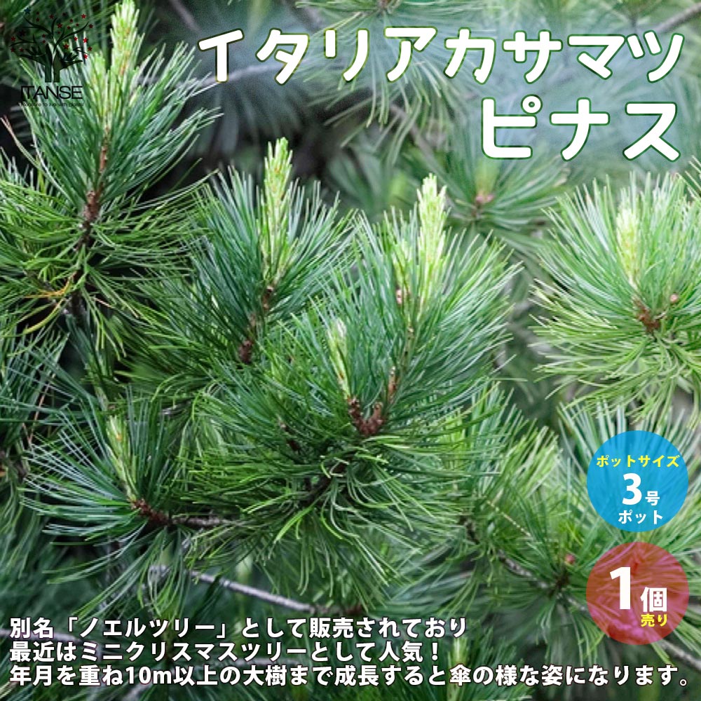 イタリアカサマツ ピナス・ピネア 【庭木 常緑高木・寄せ植え苗／1個