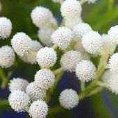 バーゼリア ピッコロ【庭木 3号ポット苗 花木苗・常緑低木／1個売り】|植木・花木