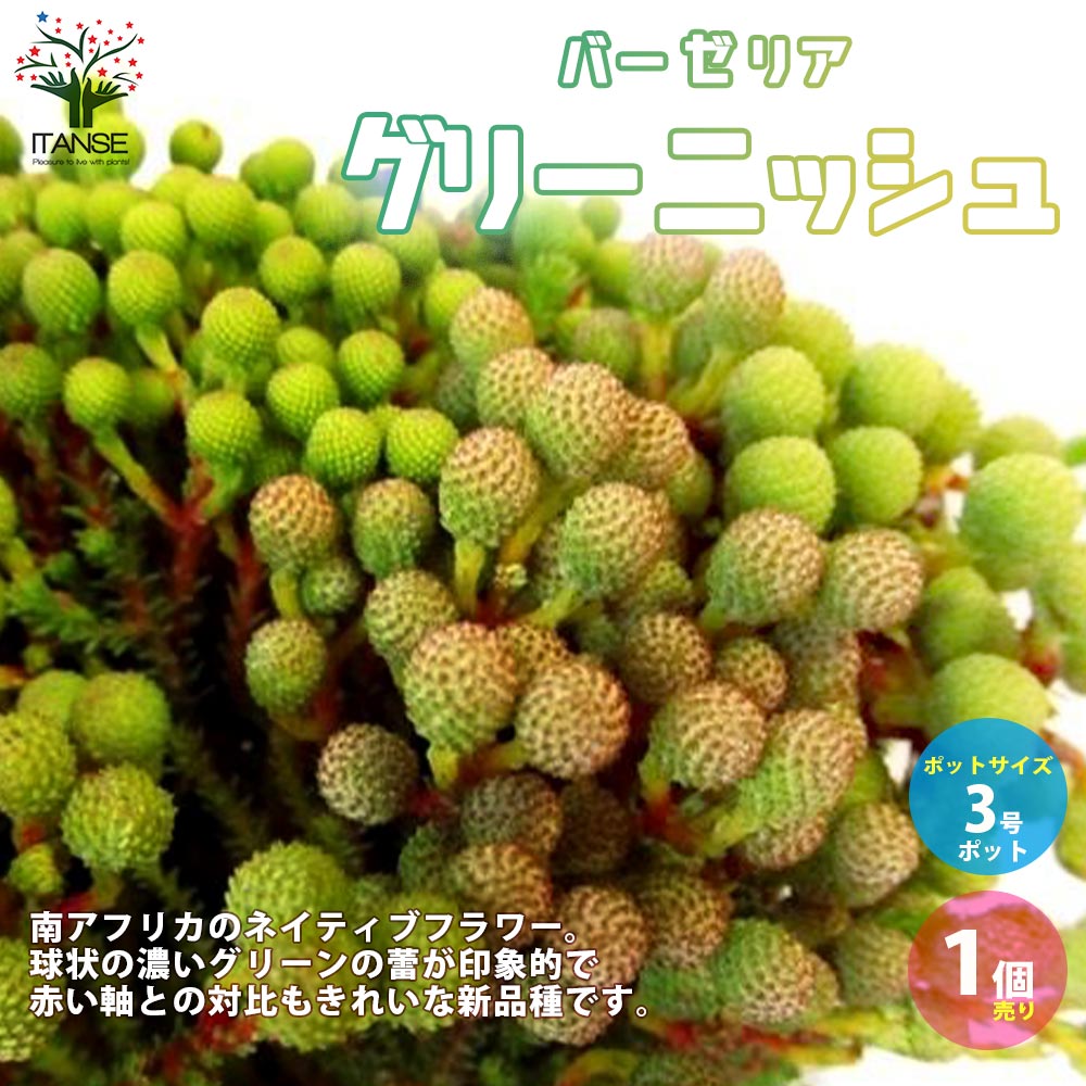 バーゼリア　グリーニッシュ　1 大株 バーゼリア グリーニッシュ【庭木 3号ポット苗 花木苗・常緑低木