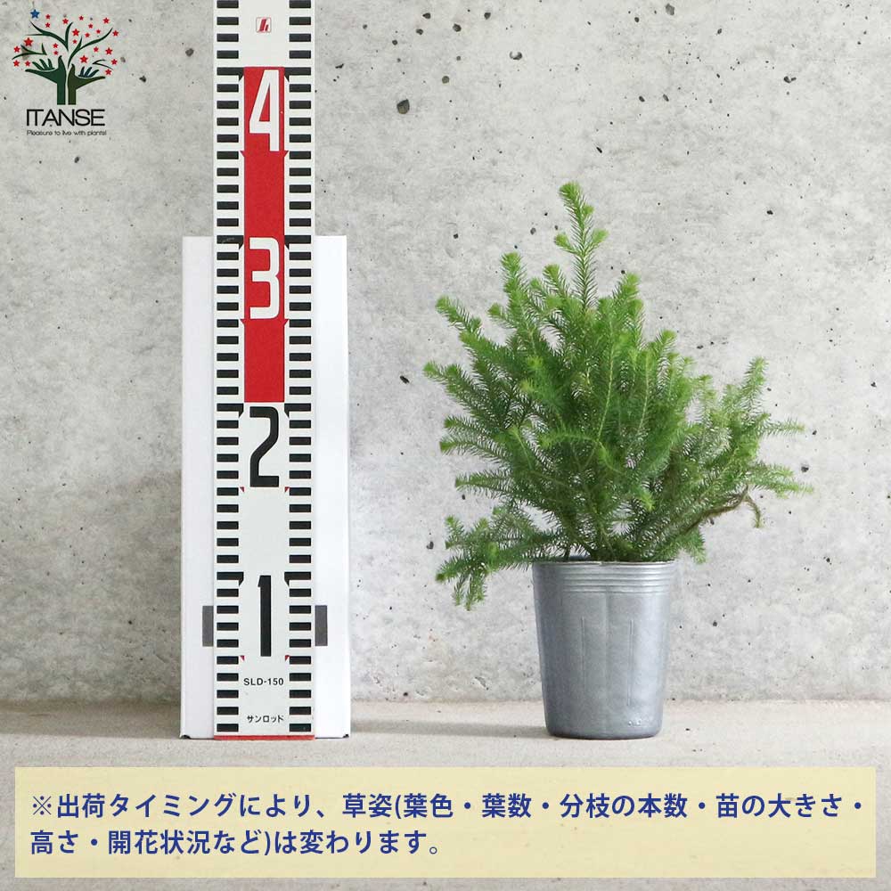 バーゼリア ラヌギノーサ【庭木 3号ポット苗 花木苗・常緑低木／1個