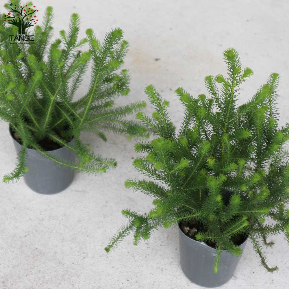 バーゼリア ラヌギノーサ【庭木 3号ポット苗 花木苗・常緑低木／1個