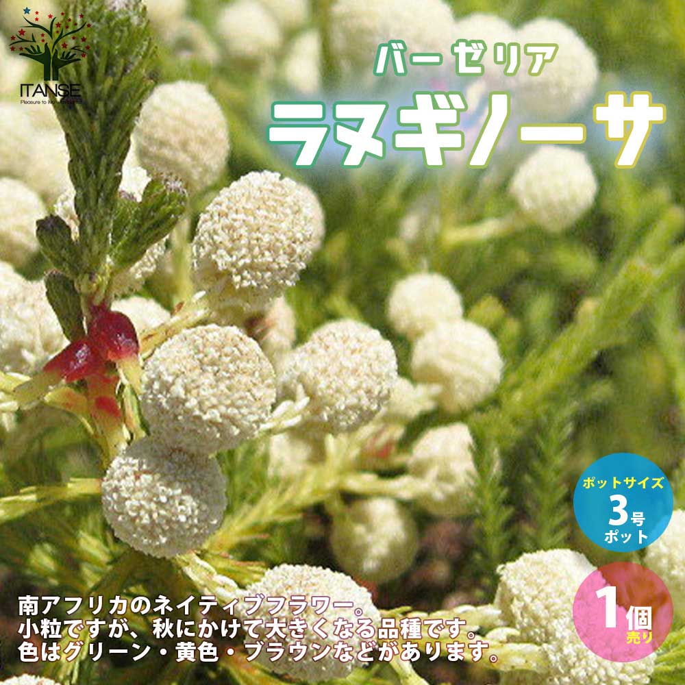 Itanse良品ｾﾚｸﾄ通販