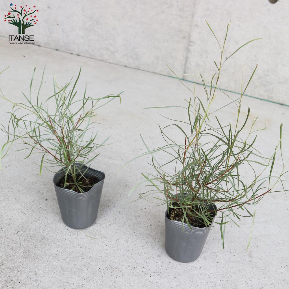 グレビレア エンドリチェリアナ 高さ約100cm 半耐寒性常緑低木 グレビレア エンドリチェリアナ 高さ約100cm 半耐寒性常緑低木