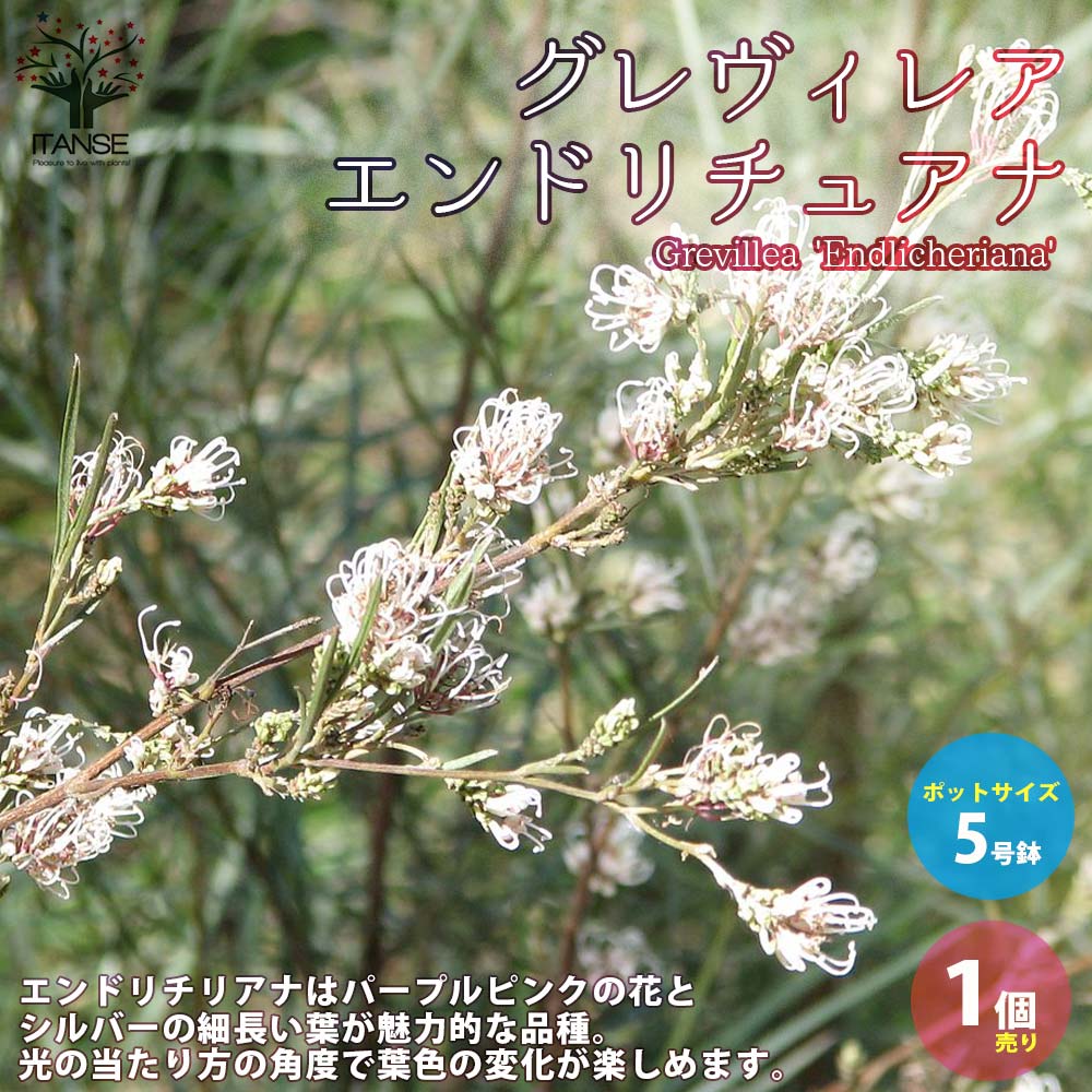 グレビレア・エンドリチェリアナ 【庭木 1 花木苗／1個売り】