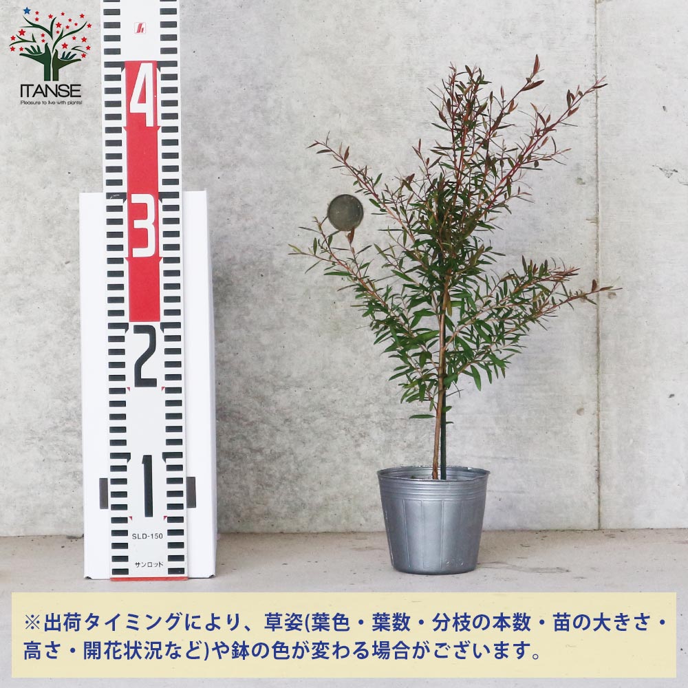 良品。レプトスペルマム カッパーグロー2.1M(鉢底から)品番C レプトスペルマム・カッパーグロー 【庭木 花木苗／1個売り
