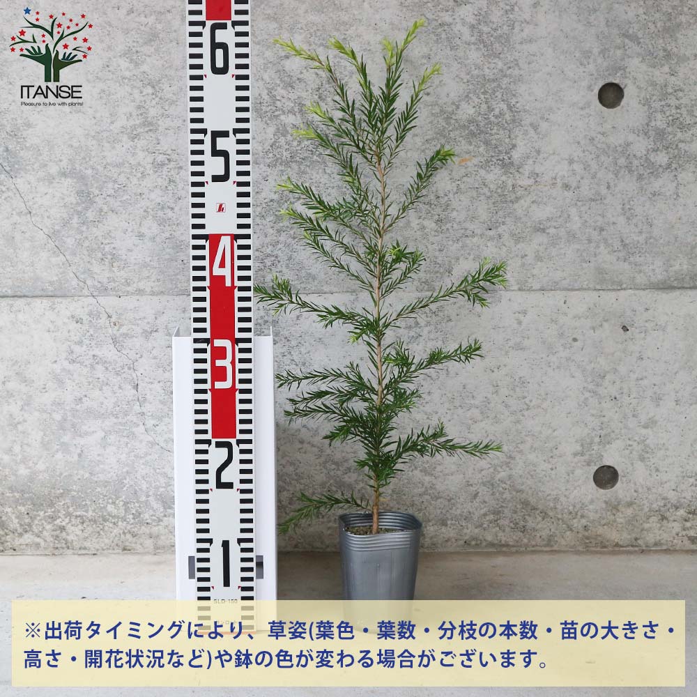 ITANSE スキミア セレクション 庭木 3号ポット/お買い得6個セットガーデニング 園芸品種 イタンセ公式 送料無料日本の暑さに強い!スキミア新品種 色MIX