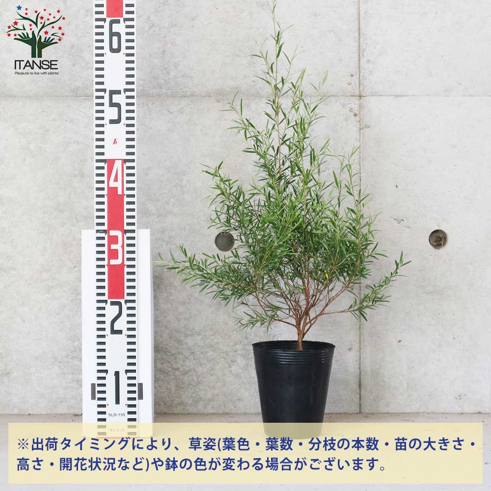 ティーツリー・ドラムシルバー 【庭木 4号ポット大苗 庭園樹木