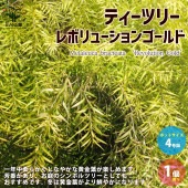 メラレウカ・ティーツリー・レボリューションゴールド 【庭木 4号ポット大苗 庭園樹木・ハーブ／1個売り】|植木・花木