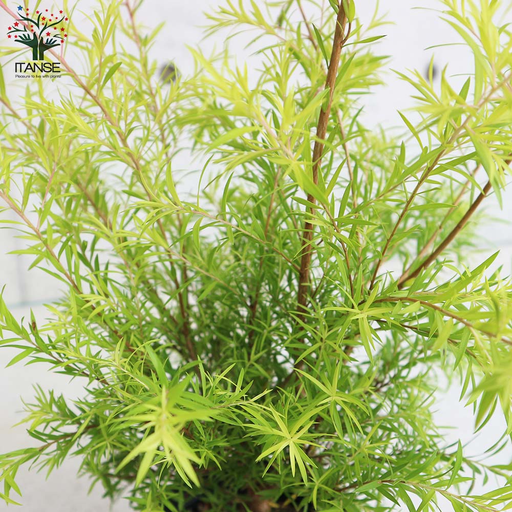 メラレウカ レボリューションゴールド 特大株 135cm❗整った樹形 綺麗な葉 メラレウカ レボリューションゴールド 特大株 135cm❗整った樹形 綺麗