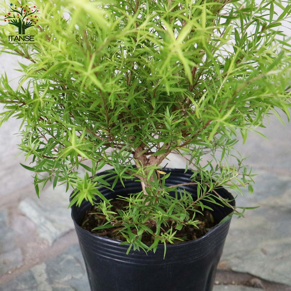 メラレウカ・ティーツリー・レボリューションゴールド 【庭木 4