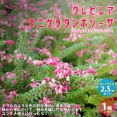 グレビレア・ラニゲラタンボリーサ 【庭木 2.5号ロングポット苗 花木苗／1個売り】|植木・花木