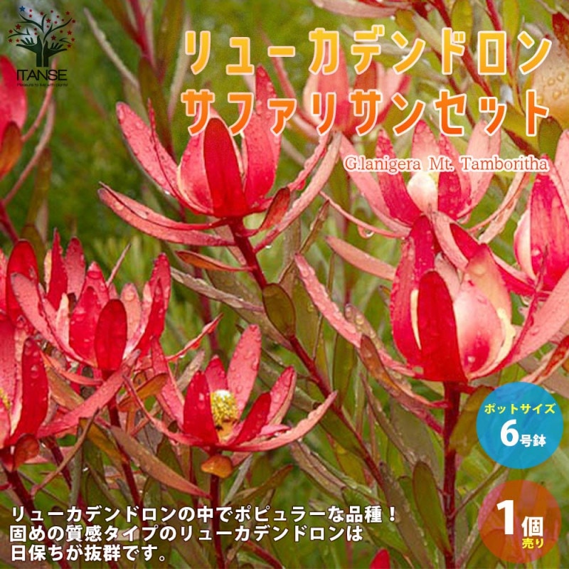 KYOです♪2点セット！イエローデビル　レッドデビル　リューカデンドロン 楽天市場】鉢花 観葉植物 選べる：リューカデンドロン*4号