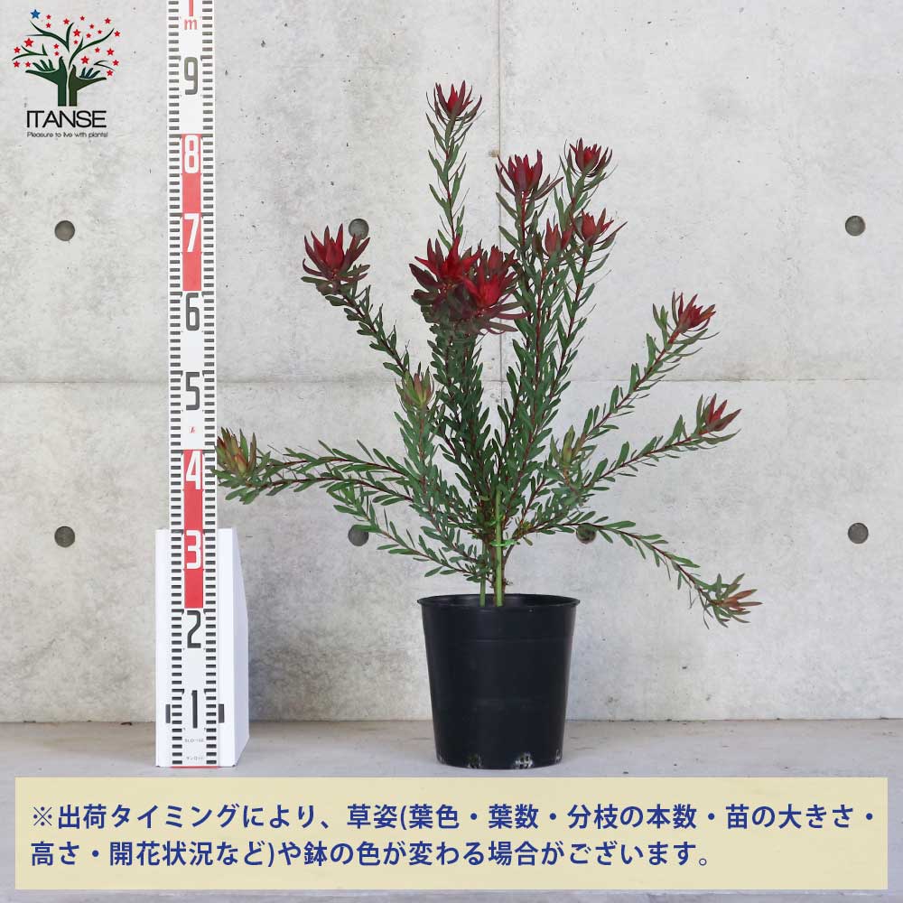 リューカデンドロン・レッドデビル 【庭木 7号鉢大苗 花木苗／1