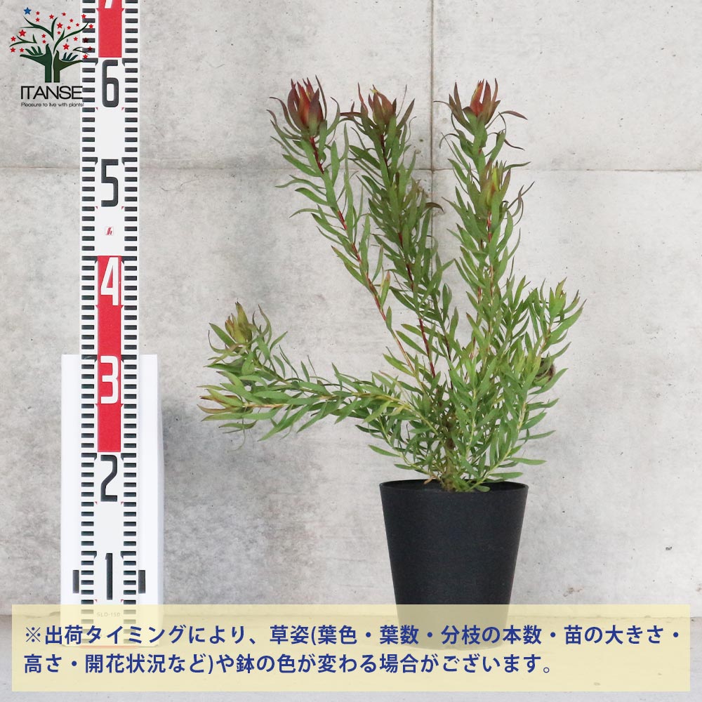 6日入荷⭐️リューカデンドロン5品種 ⭐️5鉢セット 6日入荷⭐️