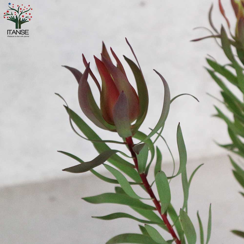 リューカデンドロン・クリームディライト 【庭木 5号鉢 花木苗／1個