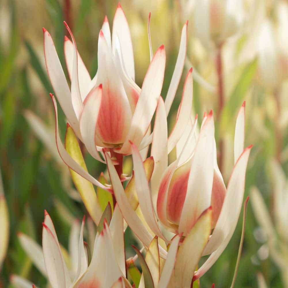 リューカデンドロン・クリームディライト 【庭木 5号鉢 花木苗／1個売り】