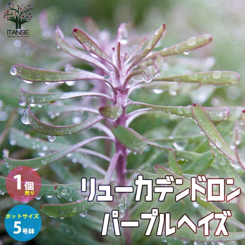 リューカデンドロン・パープルヘイズ【庭木 4号ポット／1個売り 