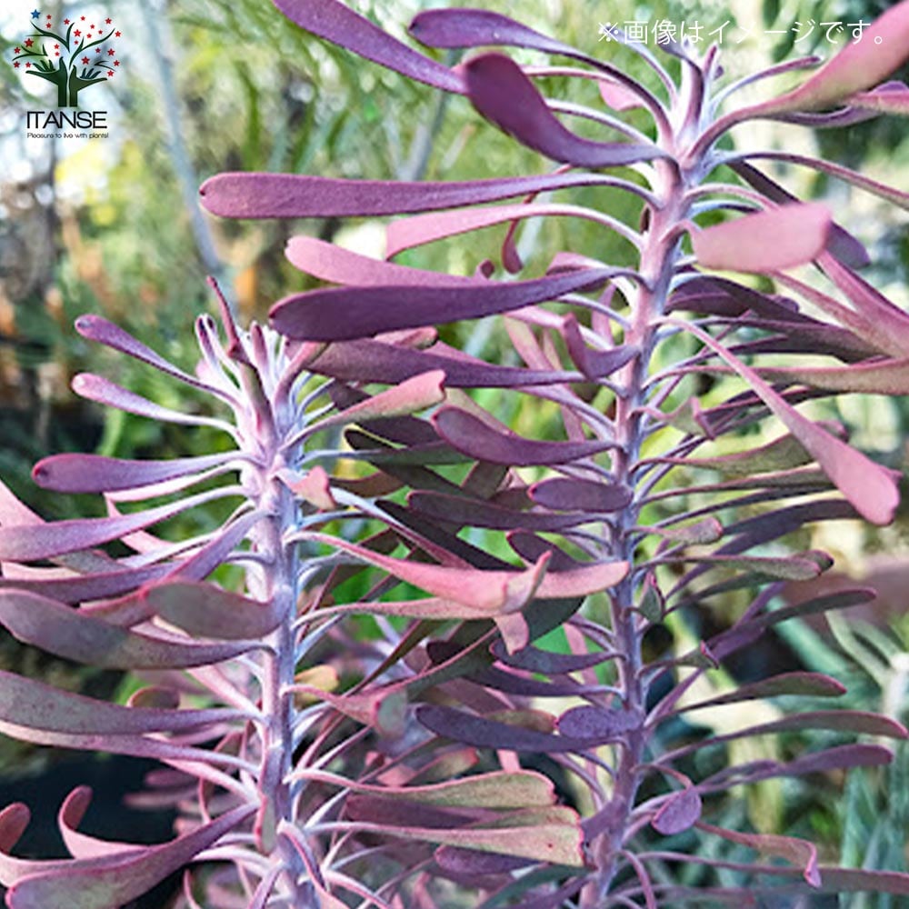 リューカデンドロン・パープルヘイズ 【庭木 5号鉢 花木苗／1個売り