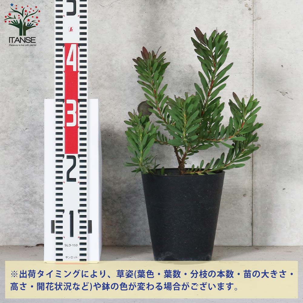 リューカデンドロン・デビルズブラッシュ 【庭木 5号鉢 花木苗／1個