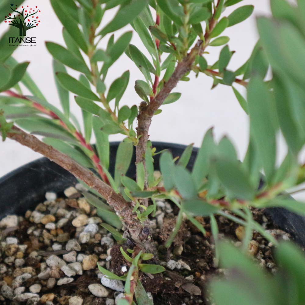 リューカデンドロン・デビルズブラッシュ 【庭木 5号鉢 花木苗／1個