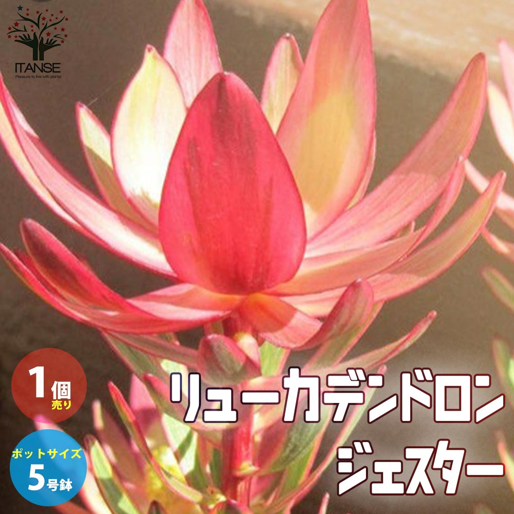 リューカデンドロン・ジェスター 【庭木 5号鉢 花木苗／1個売り】