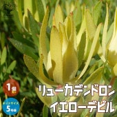 リューカデンドロン・イエローデビル 【庭木 5号鉢 花木苗／1個売り】|植木・花木