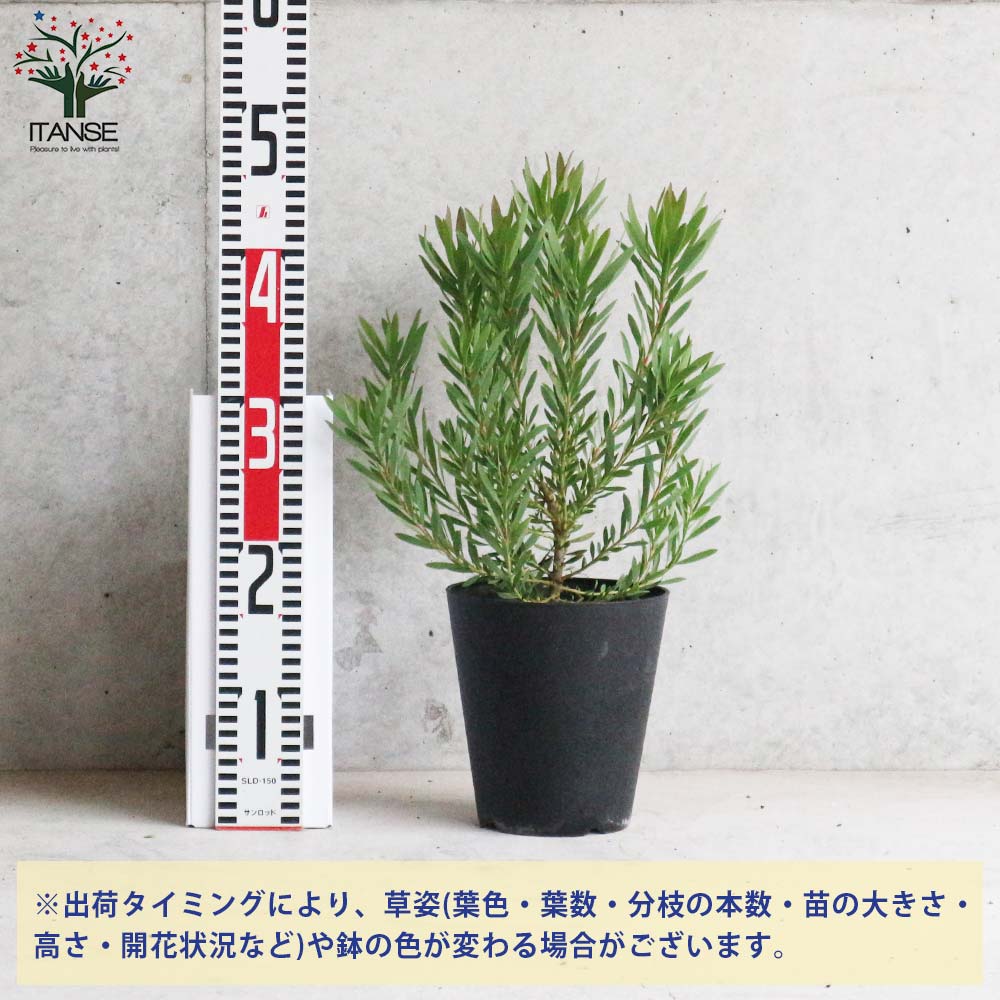 リューカデンドロン・イエローデビル 【庭木 5号鉢 花木苗／1個売り