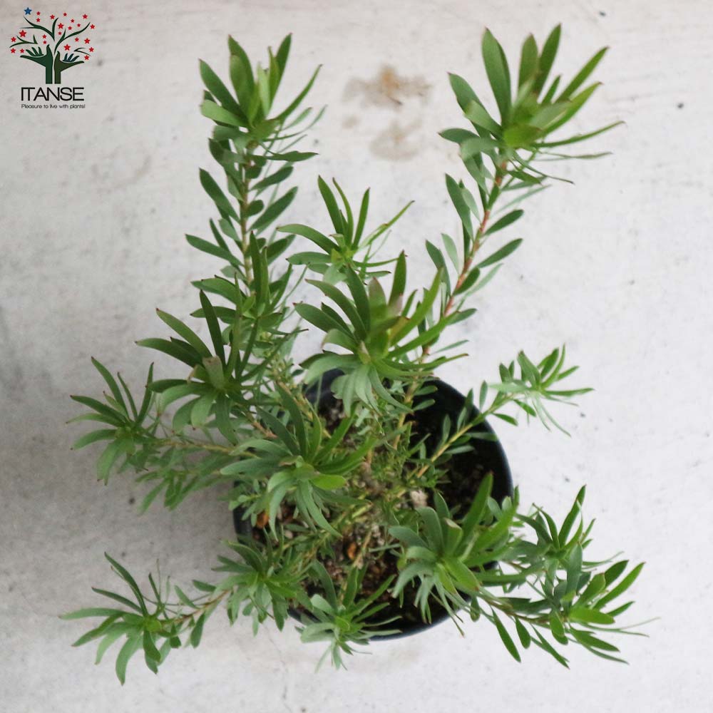 リューカデンドロン・イエローデビル 【庭木 5号鉢 花木苗／1個売り