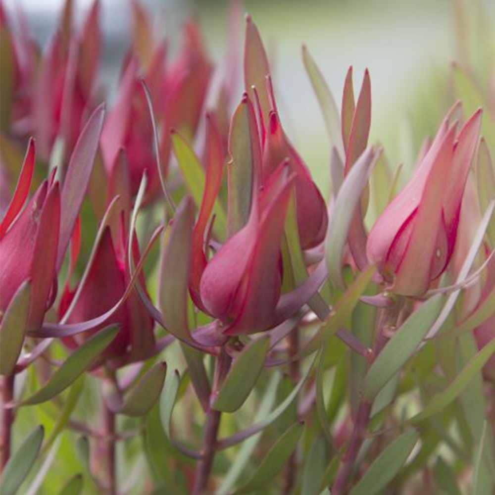 リューカデンドロン・ジョリージョーカー 【庭木 7号鉢大苗 花木苗／1個売り】